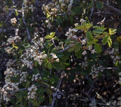 Ceanothus jepsonii