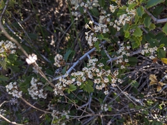 Ceanothus jepsonii