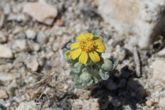 Eriophyllum wallacei