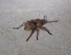 Leptopius tetraphysodes