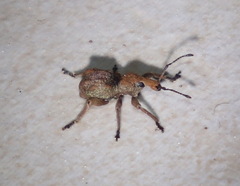 Leptopius tetraphysodes