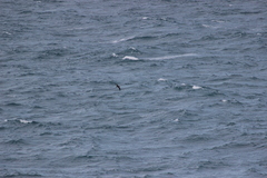 Procellaria