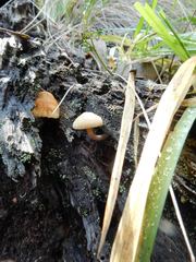 Simocybe phlebophora