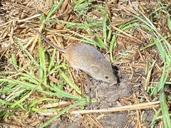 Micromys minutus