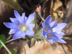 Gentiana zollingeri