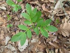 Dictamnus dasycarpus