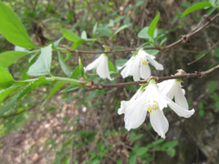Deutzia uniflora