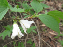 Deutzia uniflora