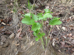 Clematis heracleifolia