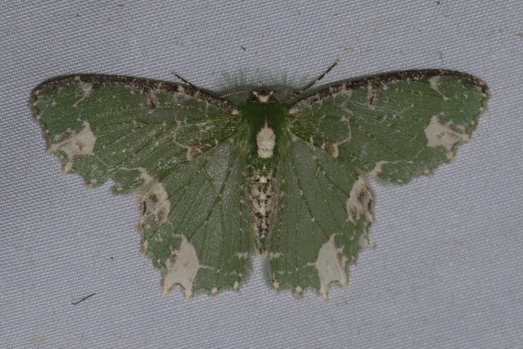 Eucyclodes textilis