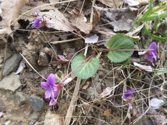 Viola variegata