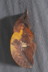 Euthrix laeta