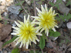 Taraxacum coreanum