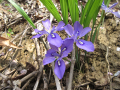 Iris rossii