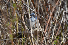 Aphelocoma californica