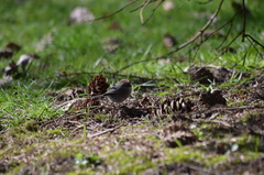 Psaltriparus minimus