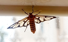 Amata grotei