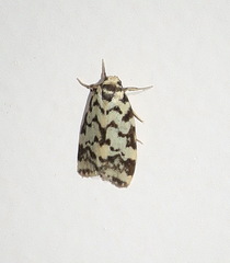 Goniosema anguliscripta