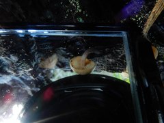 Simocybe phlebophora