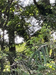 Horornis diphone cantans