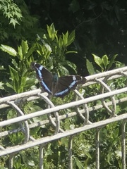 Kaniska canace nojaponicum