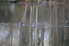 Anas platyrhynchos × acuta