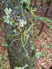 Tillandsia recurvata