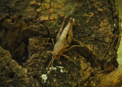 Dichromatos lilloanus