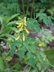 Corydalis formosana