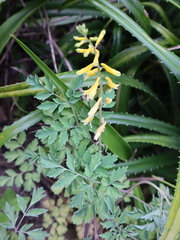 Corydalis formosana