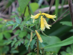 Corydalis formosana