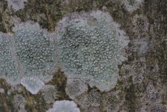 Pertusaria leioplaca
