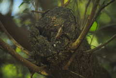 Dichromatos lilloanus