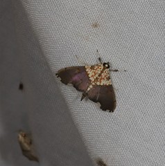 Agrotera longitabulata