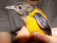 Lanio fulvus