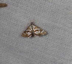 Anydraula pericompsa