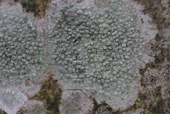 Pertusaria leioplaca