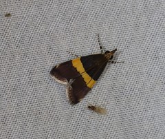 Boeotarcha taenialis