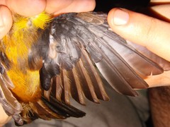 Lanio fulvus