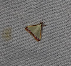 Autocharis hedyphaes