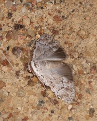 Barasa cymatistis