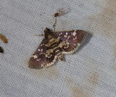 Bocchoris artificalis