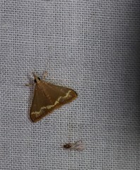 Clupeosoma pellucidalis