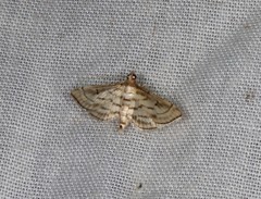 Cnaphalocrocis loxodesma