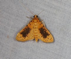 Conogethes diminutiva