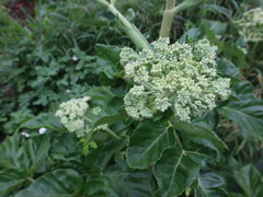 Angelica hirsutiflora