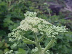 Angelica hirsutiflora