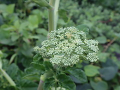 Angelica hirsutiflora