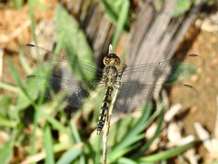 Indothemis carnatica