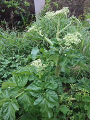 Angelica hirsutiflora